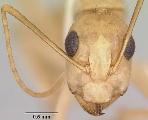 Camponotus absquatulator specimen