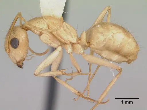 Camponotus absquatulator specimen