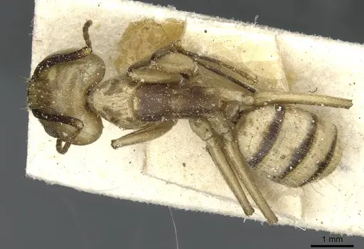 Camponotus abunanus specimen