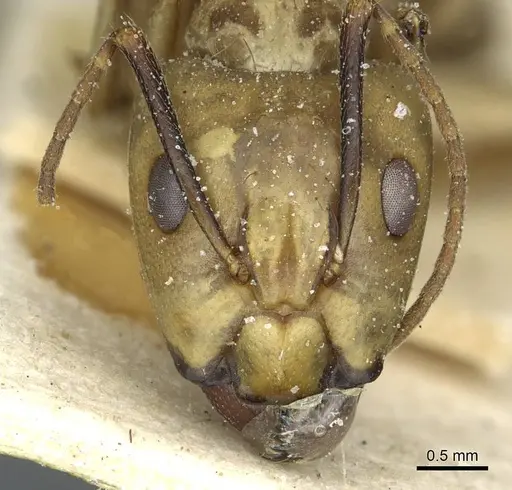 Camponotus abunanus specimen