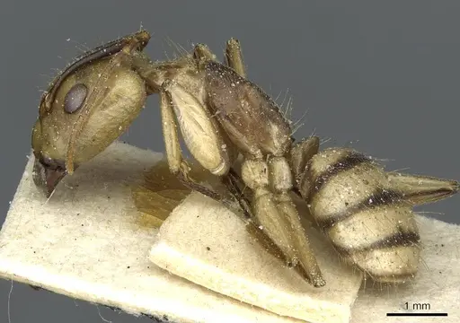 Camponotus abunanus specimen