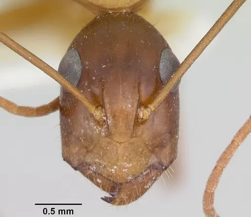 Camponotus acutirostris - CASENT0103414