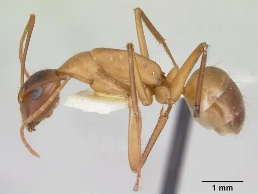 Camponotus acutirostris - CASENT0103414