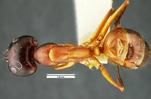 Camponotus acutirostris - CASENT0105582