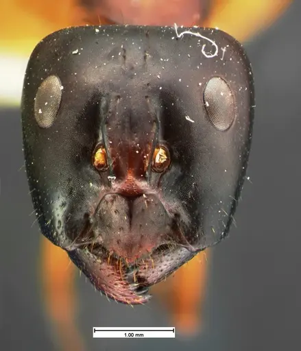 Camponotus acutirostris - CASENT0105582