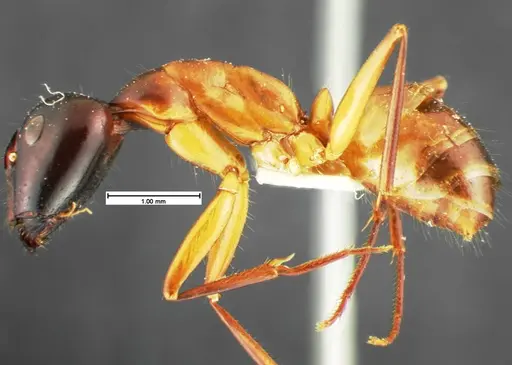 Camponotus acutirostris - CASENT0105582