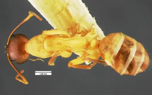 Camponotus acutirostris - CASENT0105583