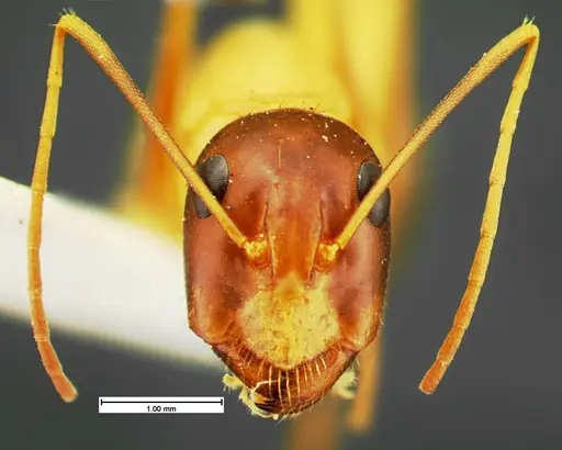 Camponotus acutirostris - CASENT0105583