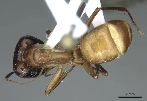 Camponotus acutirostris - CASENT0914438
