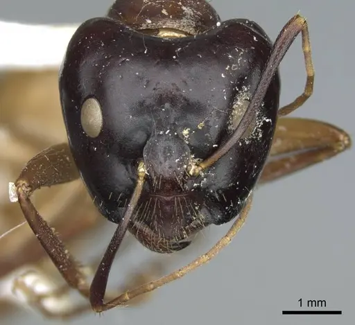 Camponotus acutirostris - CASENT0914438