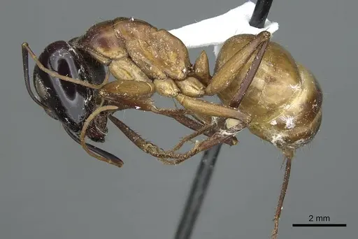 Camponotus acutirostris - CASENT0914438
