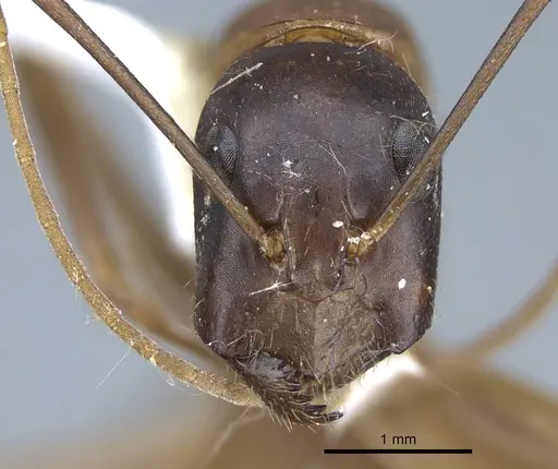Camponotus acutirostris - CASENT0914439