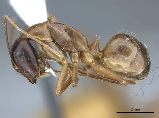 Camponotus acutirostris - CASENT0914439