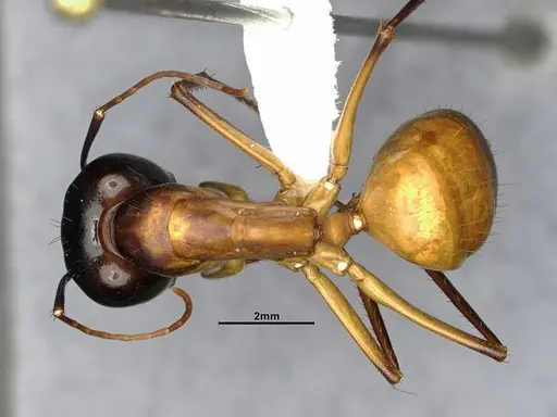 Camponotus acutirostris - CASENT4032215