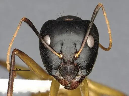Camponotus acutirostris - CASENT4032215