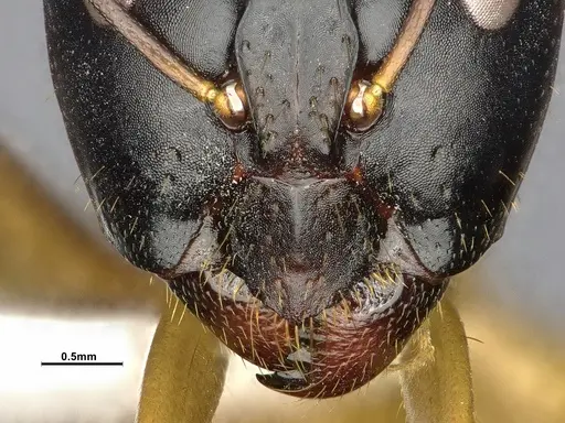 Camponotus acutirostris - CASENT4032215