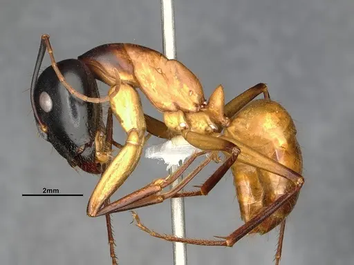 Camponotus acutirostris - CASENT4032215