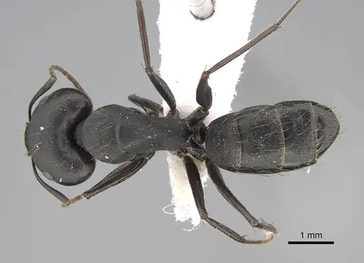 Camponotus acvapimensis specimen