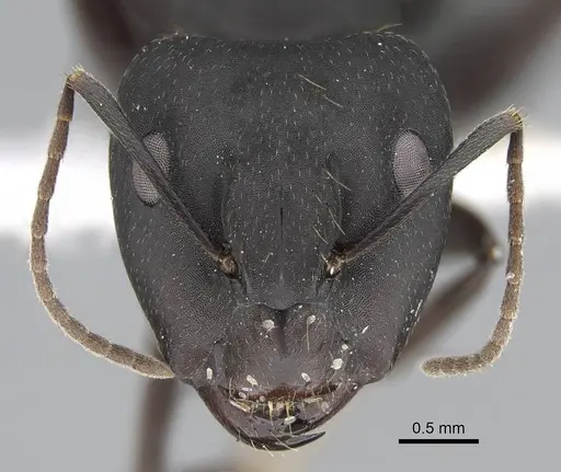 Camponotus acvapimensis specimen