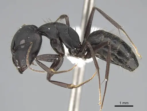 Camponotus acvapimensis specimen