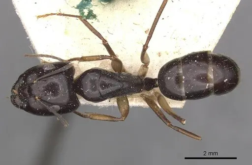 Camponotus adami specimen