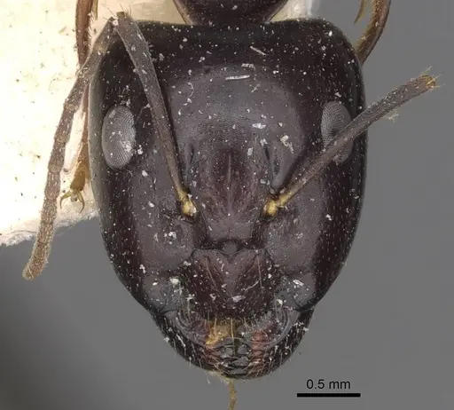 Camponotus adami specimen