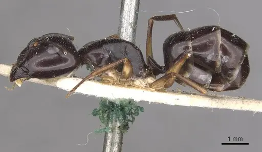 Camponotus adami specimen