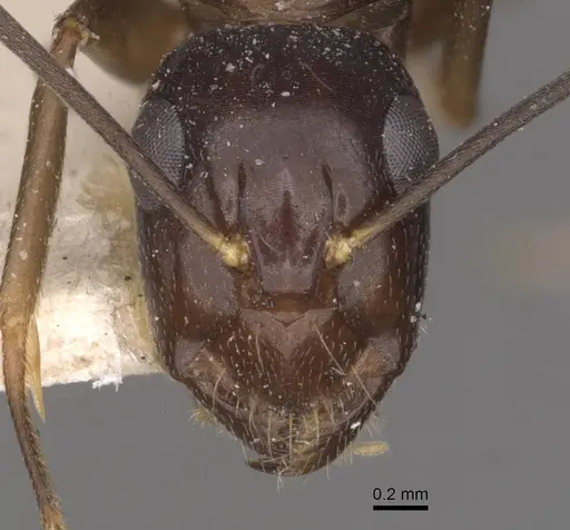 Camponotus adami - CASENT0910362