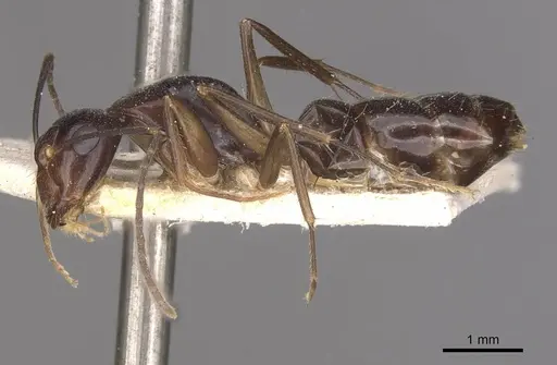 Camponotus adami - CASENT0910362