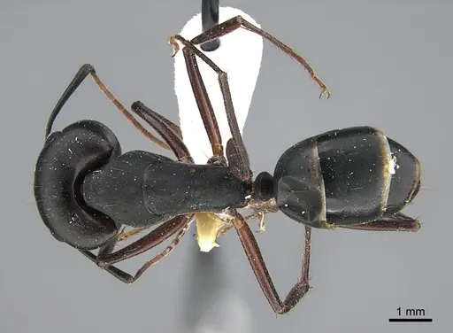 Camponotus adenensis specimen
