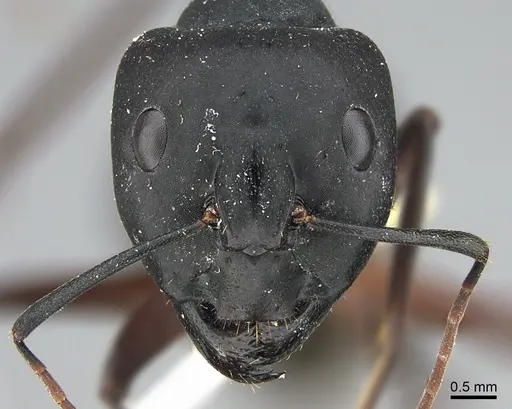 Camponotus adenensis specimen