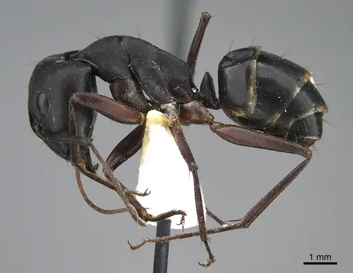 Camponotus adenensis specimen
