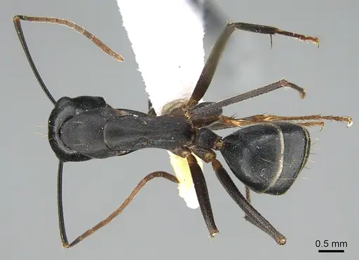 Camponotus adenensis - ANTWEB1041916