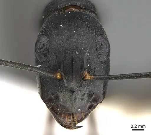 Camponotus adenensis - ANTWEB1041916