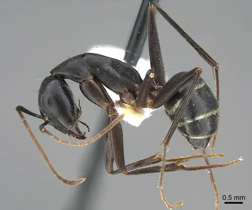 Camponotus adenensis - ANTWEB1041916