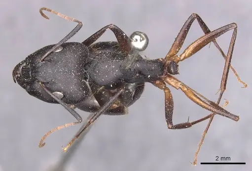 Camponotus adenensis - CASENT0905283