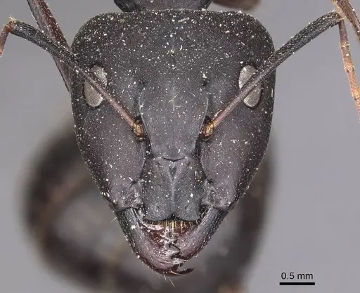 Camponotus adenensis - CASENT0905283