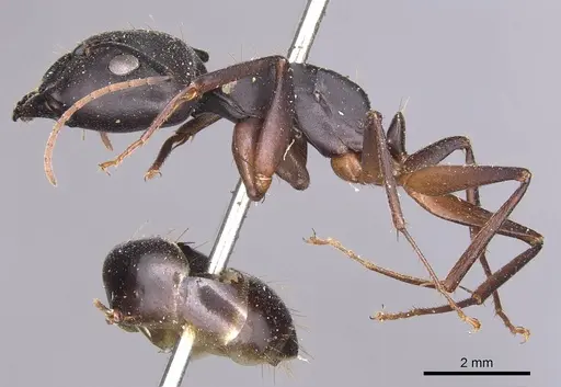 Camponotus adenensis - CASENT0905283