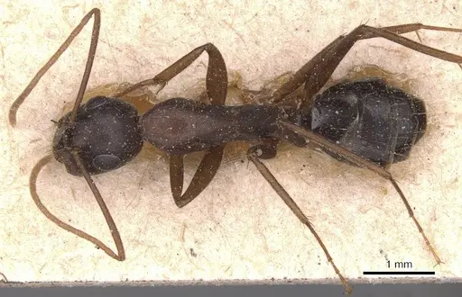 Camponotus adenensis - CASENT0905284