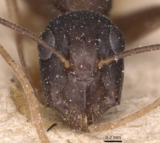 Camponotus adenensis - CASENT0905284