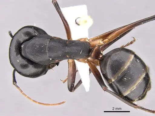 Camponotus adenensis - CASENT0906443