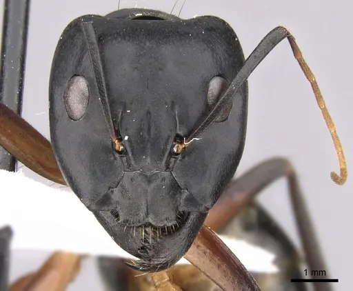 Camponotus adenensis - CASENT0906443
