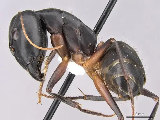 Camponotus adenensis - CASENT0906443