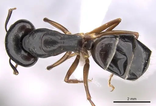 Camponotus adenensis - CASENT0906448