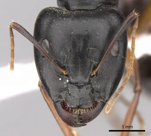 Camponotus adenensis - CASENT0906448