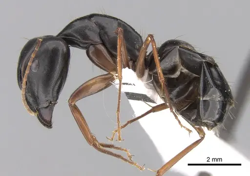 Camponotus adenensis - CASENT0906448