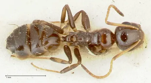 Camponotus adustus specimen