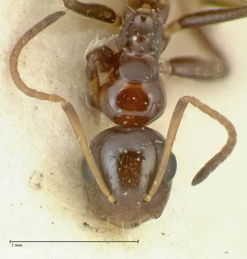 Camponotus adustus specimen