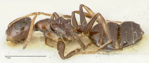 Camponotus adustus specimen
