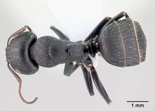 Camponotus aegaeus specimen